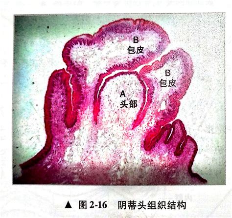 陰蒂|什么是阴蒂？阴蒂在性生活中起什么作用？